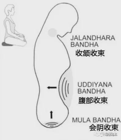 中欧体育下载练瑜伽我们不聊腹肌聊腹部收束Bandha（收藏级）(图3)