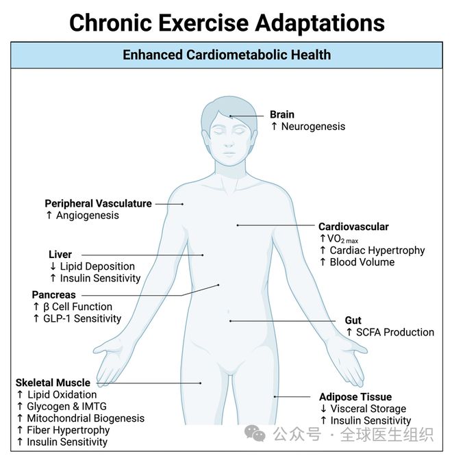 定期锻炼对全身心的好处：改善心肺功能和血糖调控(图2)